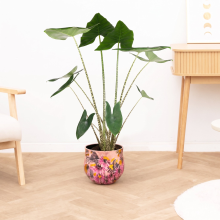 Alocasia zebrina   130 cm