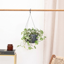 Epipremnum Njoy hangplant   40 cm