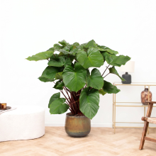 Homalomena rubescens 'Maggy'   130 cm