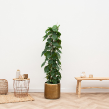 Philodendron Scandens gaasrek   170cm