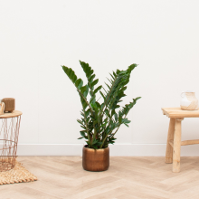 Zamioculcas   70cm