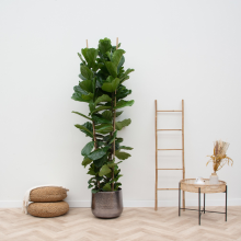 Ficus Lyrata struik XXL   200cm