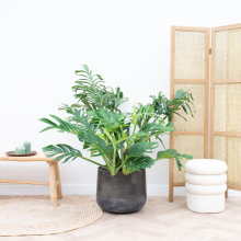 Monstera Pertusum Compacto   100cm