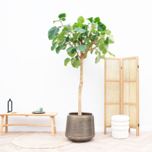 Ficus Auriculata 'Everest'   260cm