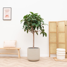 Ficus Elastica Robusta op stam   170cm