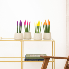 Sansevieria VELVET TOUCHZ   Paars   roze   geel   oranje