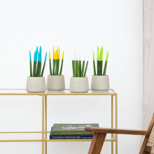 Sansevieria VELVET TOUCHZ   Lichtblauw   Geel   Wit   Groen