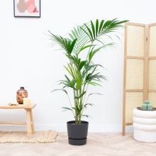 Combi deal   Kentia palm inclusief Elho Greenville   180cm