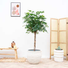 Schefflera op stam   170cm