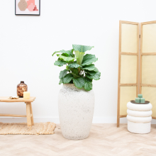 Combideal   Calathea Orbifolia inclusief pot Hera   70cm