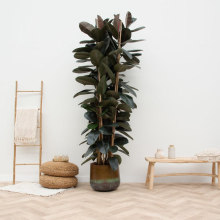 Ficus Elastica Abidjan struik   200cm