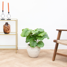 Calathea Orbifolia   60cm