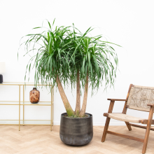 Beaucarnea Multi Stam   130cm