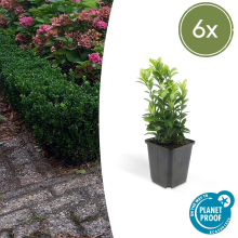 Euonymus Japonicus 'Green Spire'   20cm