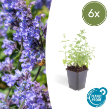 Green bubble Nepeta 'Six Hills Giant'   20cm