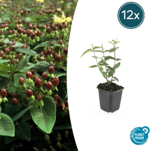 Hypericum Inodorum   20cm