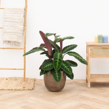 Calathea Warscewiczii   90cm
