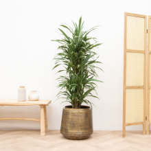 Dracaena Warneckei vertakt   130cm