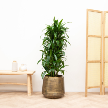 Dracaena Deremensis Janet Lind vertakt   140cm