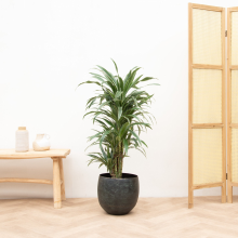 Dracaena Warneckei vertakt   100cm