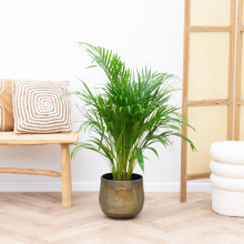 Dypsis Lutescens (Areca palm)   100cm