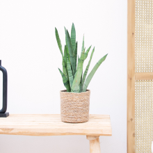 Sansevieria Zeylanica   45cm