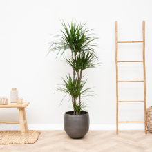 Dracaena Marginata XL   180cm