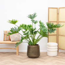 Philodendron Selloum XL   90cm