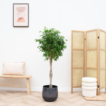 Ficus Benjamina gevlochten stam   130cm