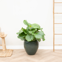 Calathea Orbifolia   75cm