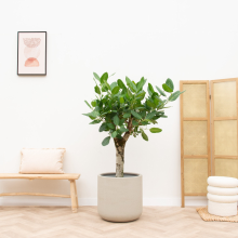 Ficus Benghalensis Audrey op dikke stam   150cm