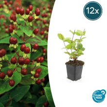 Green bubble Hypericum Inodorum 'Beauty'   20cm