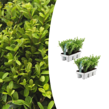 Combideal   pack Ilex Crenata 'Jenny'   15cm