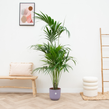Green bubble Combi deal   Kentia palm inclusief elho Jazz Round   180 cm