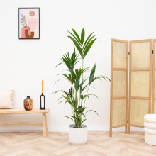 Combi deal   Kentia palm inclusief elho Vibes Fold Round   160 cm