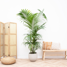 Kentia Palm XXL   220cm