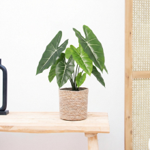 Kunst Alocasia Polly   40cm