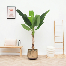Kunst Bananenplant Musa   190cm