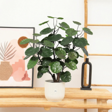 Kunst Polyscias Fabian   55cm