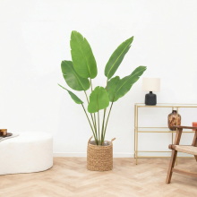 Kunst Strelitzia Nicolai   135cm