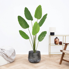 Kunst Strelitzia Nicolai   170cm