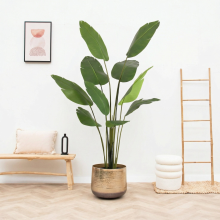 Kunst Strelitzia Nicolai   180cm