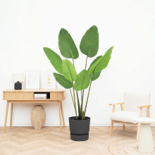 Kunst Strelitzia Nicolai   155cm