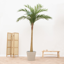 Kunstplant Phoenix Roebelenii   300cm
