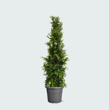 Ligustrum Texano Pyramide   240cm
