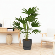 Livistona   120 cm