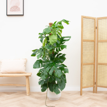 Combi deal   Monstera Pertusum XL inclusief elho Vibes Fold Round   150cm