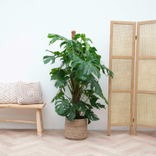 Monstera Deliciosa XXL   140cm