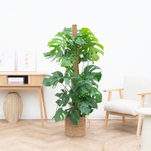 Monstera Deliciosa XL Kratistestok   160cm