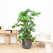Monstera Deliciosa XXL   170cm